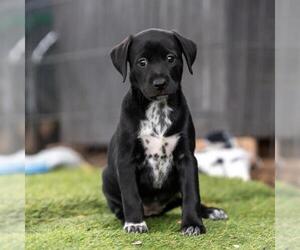 Dalmatian-Labrador Retriever Mix Dogs for adoption in San Diego, CA, USA