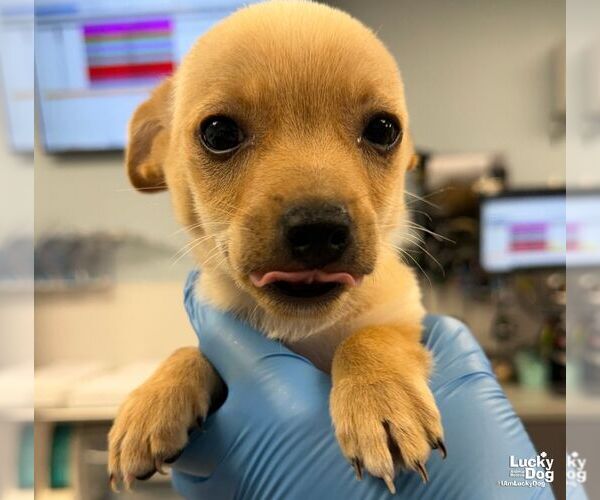 Medium Photo #1 Chihuahua-Unknown Mix Puppy For Sale in Washington, DC, USA