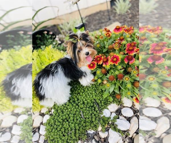 Medium Photo #4 Biewer Terrier Puppy For Sale in CANTON, GA, USA