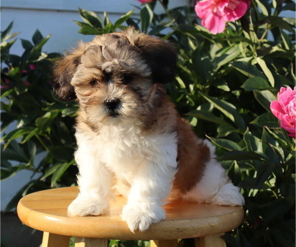 Medium Photo #14 Zuchon Puppy For Sale in THORP, WI, USA