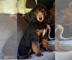 Poodle (Standard) Puppy for sale in MILLVILLE, MN, USA