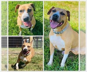 American Pit Bull Terrier-Unknown Mix Dogs for adoption in Westminster, MD, USA