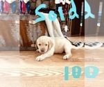 Small Photo #13 Labrador Retriever Puppy For Sale in LINDEN, MI, USA