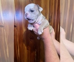Small Photo #3 Bulldog Puppy For Sale in GREERS FERRY, AR, USA