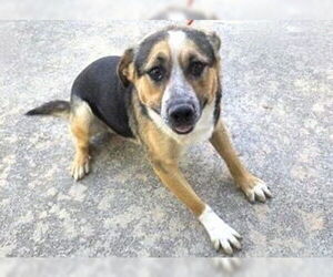 Labrador Retriever-Unknown Mix Dogs for adoption in Houston, TX, USA