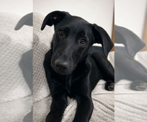 Medium Photo #5 Labrador Retriever-Unknown Mix Puppy For Sale in Salt Lake City, UT, USA