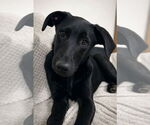 Small #4 Labrador Retriever Mix