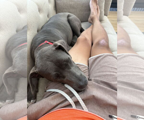 Medium Photo #2 Blue Lacy-Unknown Mix Puppy For Sale in Aurora, CO, USA