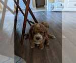 Small Photo #1 Bernedoodle Puppy For Sale in RICHMOND, MI, USA