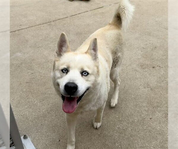 Medium Photo #1 Siberian Husky Puppy For Sale in Aurora, IL, USA