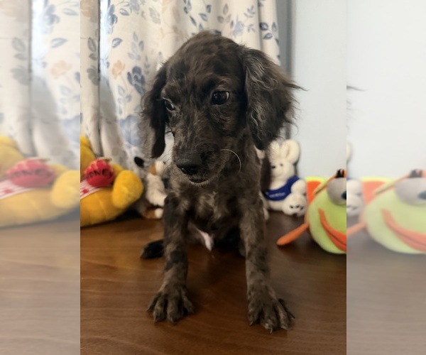 Medium Photo #32 Cockapoo (Miniature) Puppy For Sale in DURHAM, CT, USA