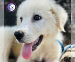 Small Great Pyrenees