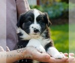 Small #2 Miniature Australian Shepherd