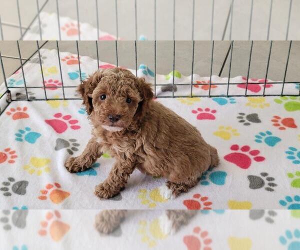 Medium Photo #12 Cock-A-Poo-Poodle (Miniature) Mix Puppy For Sale in ORO VALLEY, AZ, USA