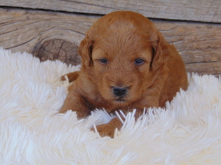 Labradoodle Puppy for sale in SQUAW VALLEY, CA, USA