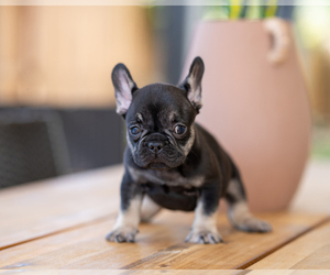 French Bulldog Puppy for sale in ROSEVILLE, CA, USA