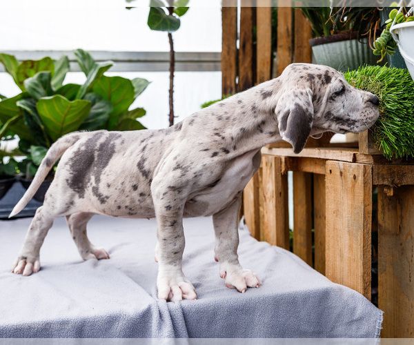 Medium Photo #29 Great Dane Puppy For Sale in WAKARUSA, IN, USA