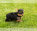 Small #3 Yorkshire Terrier