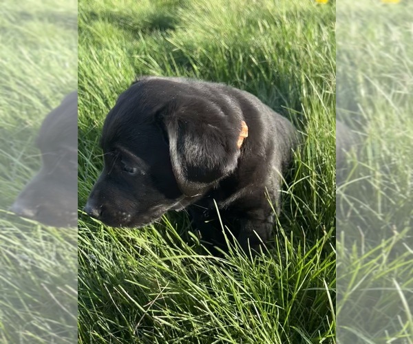 Medium Photo #6 Labrador Retriever Puppy For Sale in FREDERICKSBG, OH, USA