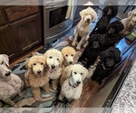 Small Photo #18 Poodle (Standard) Puppy For Sale in SAND SPRINGS, OK, USA