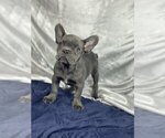 Small Photo #5 French Bulldog Puppy For Sale in BIRMINGHAM, AL, USA