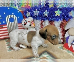 Dachshund Puppy for sale in CASSVILLE, MO, USA
