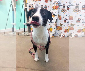 Zadie- Mrs personality - Female Border Collie-Unknown Mix Dog for Adoption