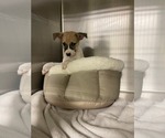 Small #5 Mutt
