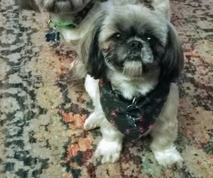 Mother of the Shih Tzu puppies born on 03/21/2023