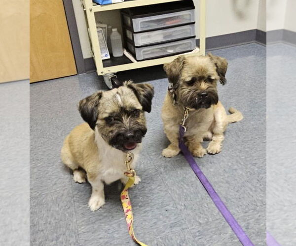 Medium Photo #1 Shiranian Puppy For Sale in Oakhurst, NJ, USA