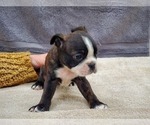 Small Photo #7 Boston Terrier Puppy For Sale in MCMINNVILLE, TN, USA