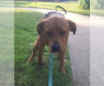 Small Photo #2 Mutt Puppy For Sale in Claremore, OK, USA
