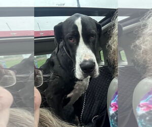 Great Dane Dogs for adoption in Bullard, TX, USA