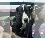 Small Great Dane