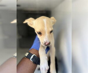 Mutt Dogs for adoption in Houston, TX, USA