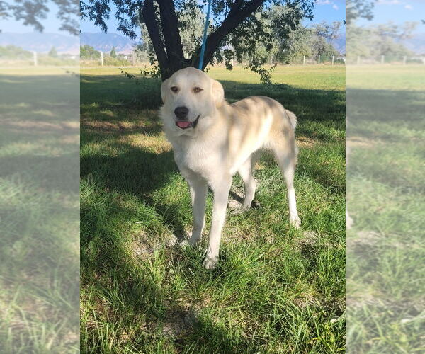 Medium Photo #2 Great Pyrenees Puppy For Sale in Bountiful, UT, USA