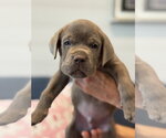 Small Photo #3 Labrador Retriever-Unknown Mix Puppy For Sale in San Diego, CA, USA