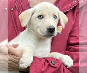 Huskies -Unknown Mix Dogs for adoption in Olalla, WA, USA