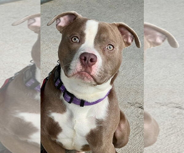 Medium Photo #4 Staffordshire Bull Terrier Puppy For Sale in Lawrenceville, NJ, USA