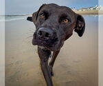 Small #8 Labrador Retriever Mix