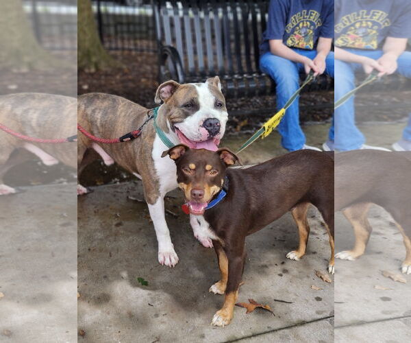 Medium Photo #7 American Pit Bull Terrier-American Staffordshire Terrier Mix Puppy For Sale in Atlanta, GA, USA