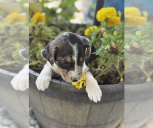 Border-Aussie Puppy for Sale in MOUNT PLEASANT, Iowa USA