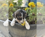 Image preview for Ad Listing. Nickname: Checkmate