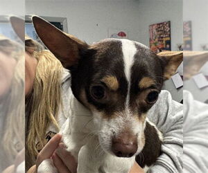 Chihuahua Dogs for adoption in Palmetto, FL, USA