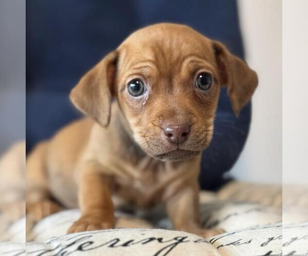 Medium Photo #6 Chiweenie Puppy For Sale in San Diego, CA, USA