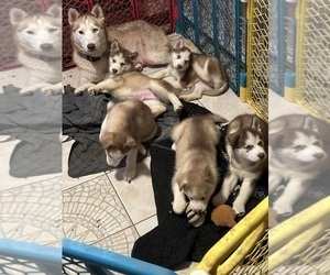 Siberian Husky Litter for sale in BARTLETT, NY, USA