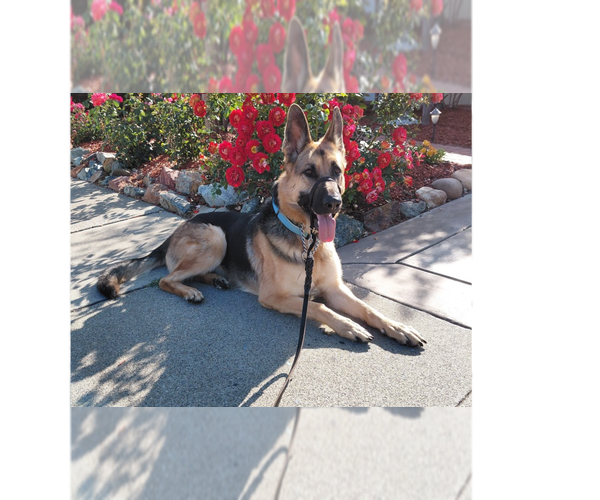 Medium Photo #2 German Shepherd Dog Puppy For Sale in Cupertino, CA, USA