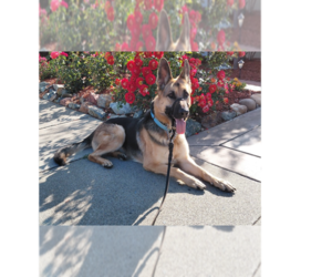 Josie C. - Female German Shepherd Dog Dog for Adoption - Photo #2