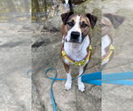 Small #1 Mutt