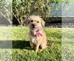 Small Mutt